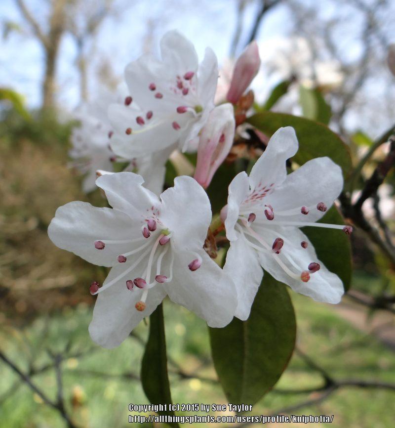 Photo of Rhododendron (Rhododendron siderophyllum) uploaded by kniphofia