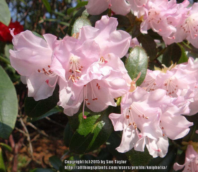 Photo of Rhododendron (Rhododendron ciliatum) uploaded by kniphofia