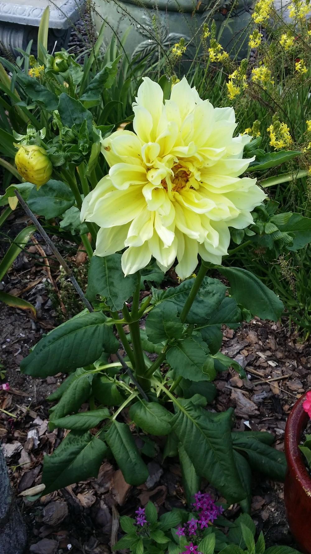 Photo of Dahlias (Dahlia) uploaded by orchidgal