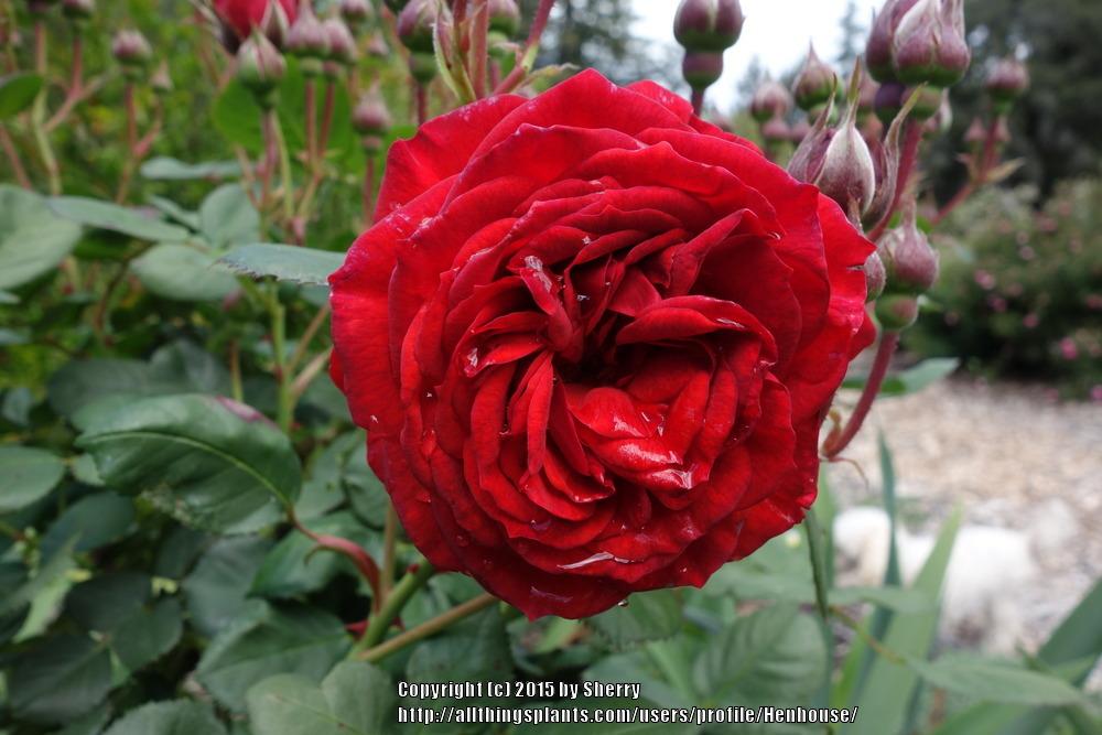 Photo of Rose (Rosa 'Sherry') uploaded by Henhouse