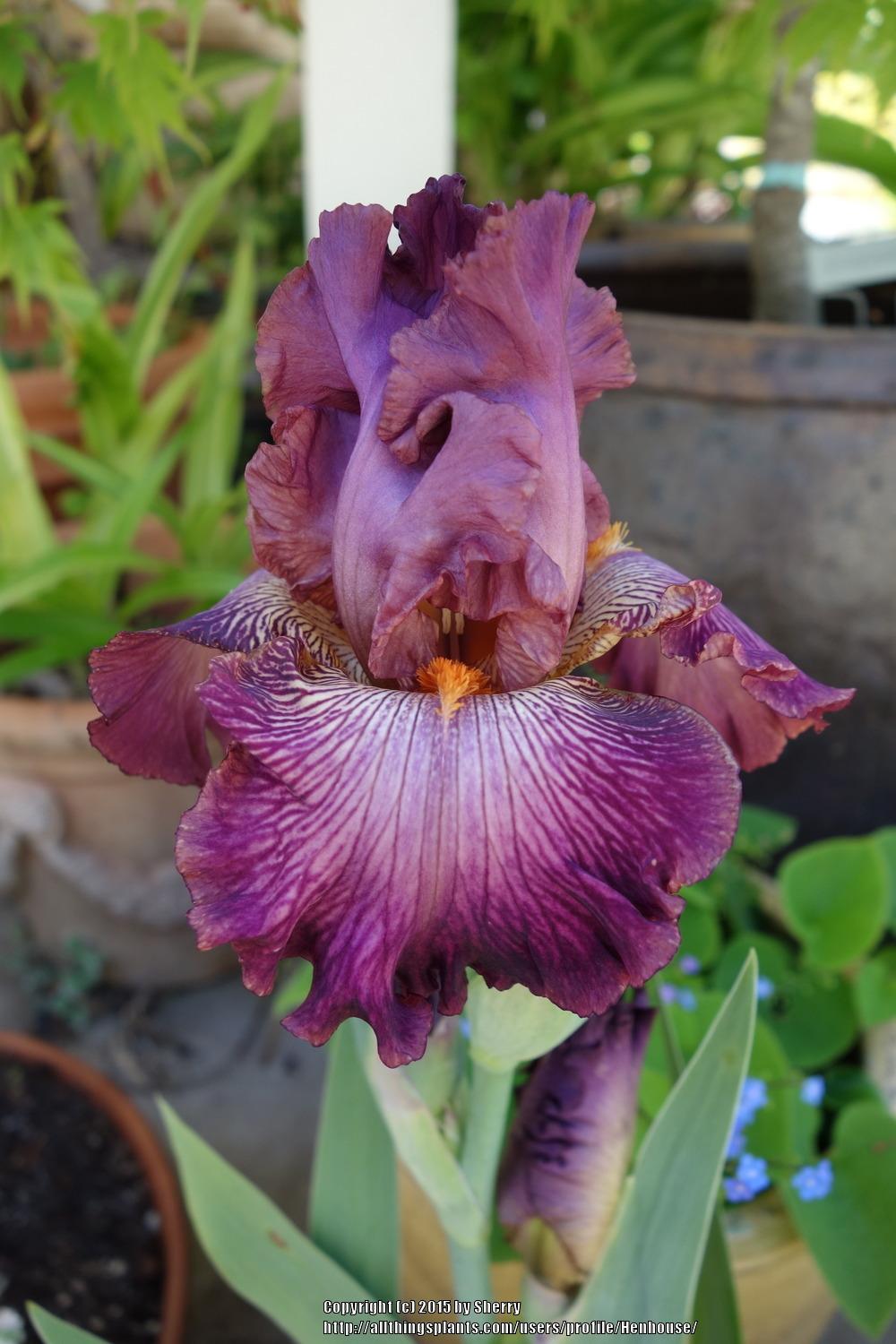 Photo of Tall Bearded Iris (Iris 'Art School') uploaded by Henhouse