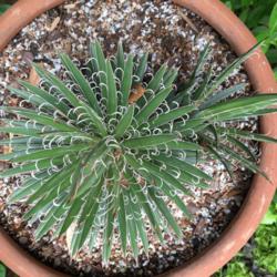 
Date: April
Century Plant (agave Leopoldii).  Absolutely deadly red-tipped sp