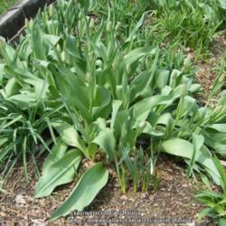 Location: My garden in Kentucky
Date: 2015-04-10
Planted Fall 2013 (in the back yard)