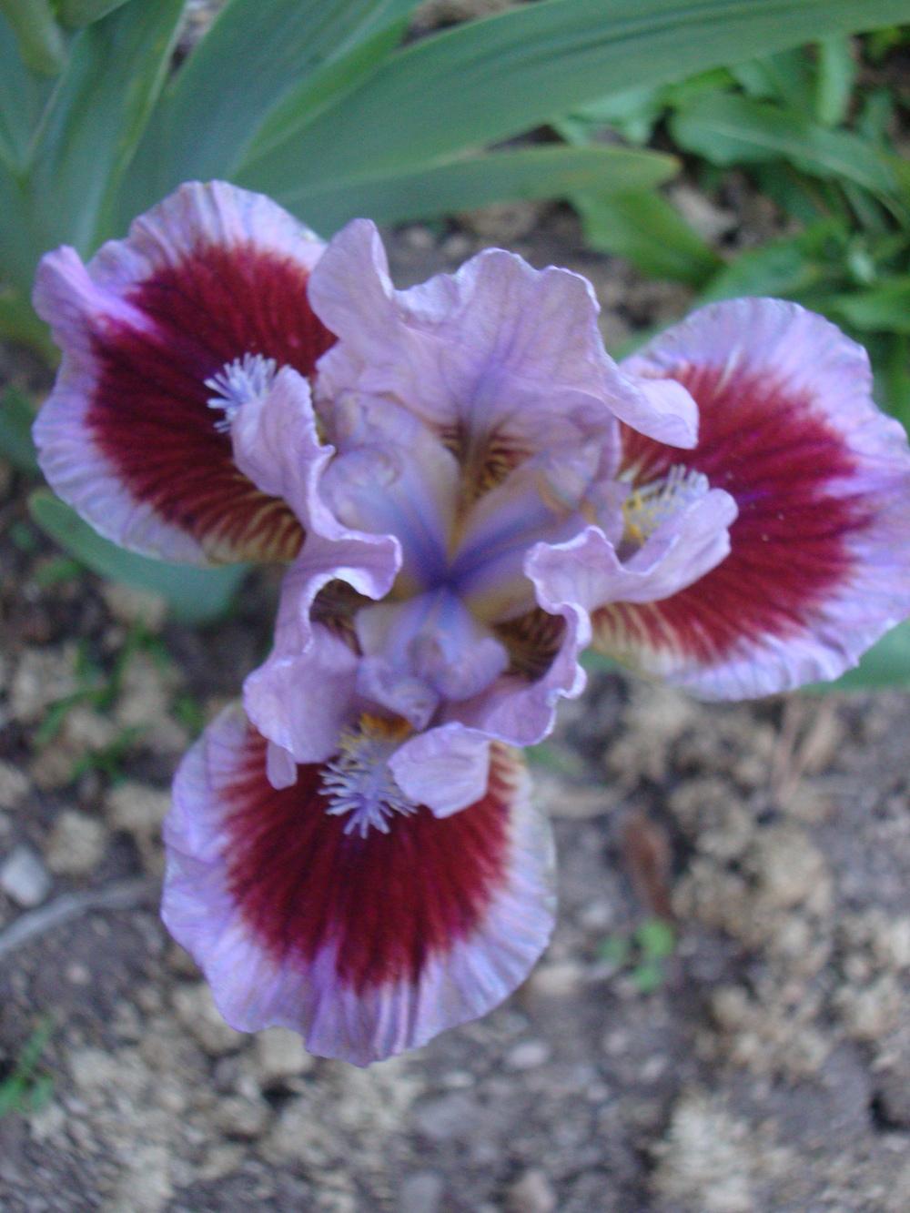 Photo of Standard Dwarf Bearded Iris (Iris 'Going in Circles') uploaded by Paul2032
