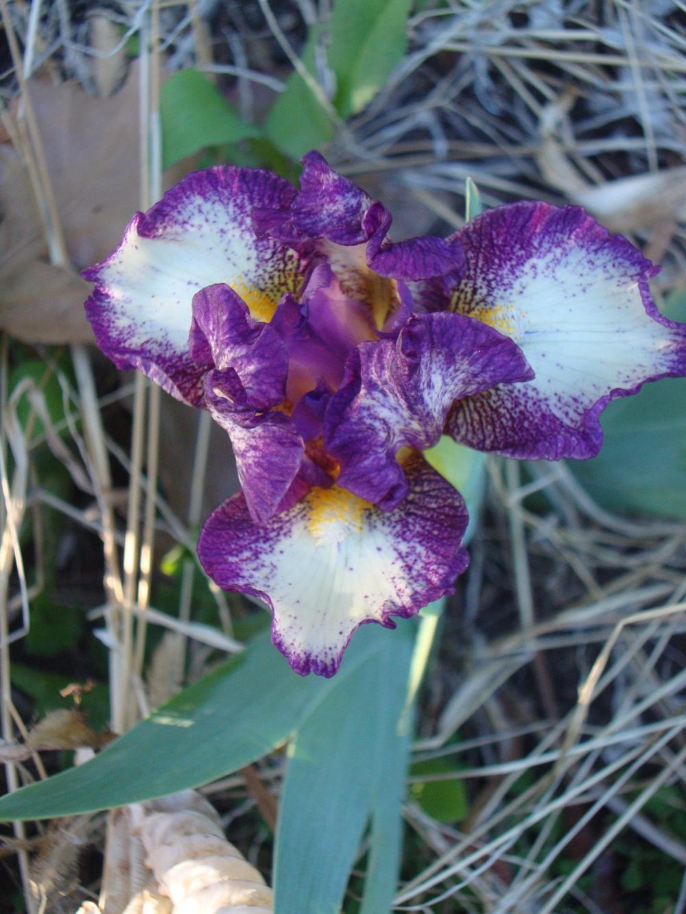 Photo of Standard Dwarf Bearded Iris (Iris 'Gift of Gab') uploaded by Paul2032