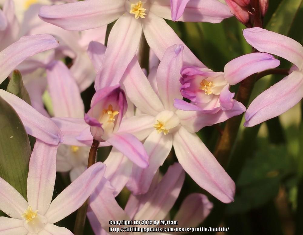 Photo of Glory of the snow (Scilla forbesii 'Pink Giant') uploaded by bonitin