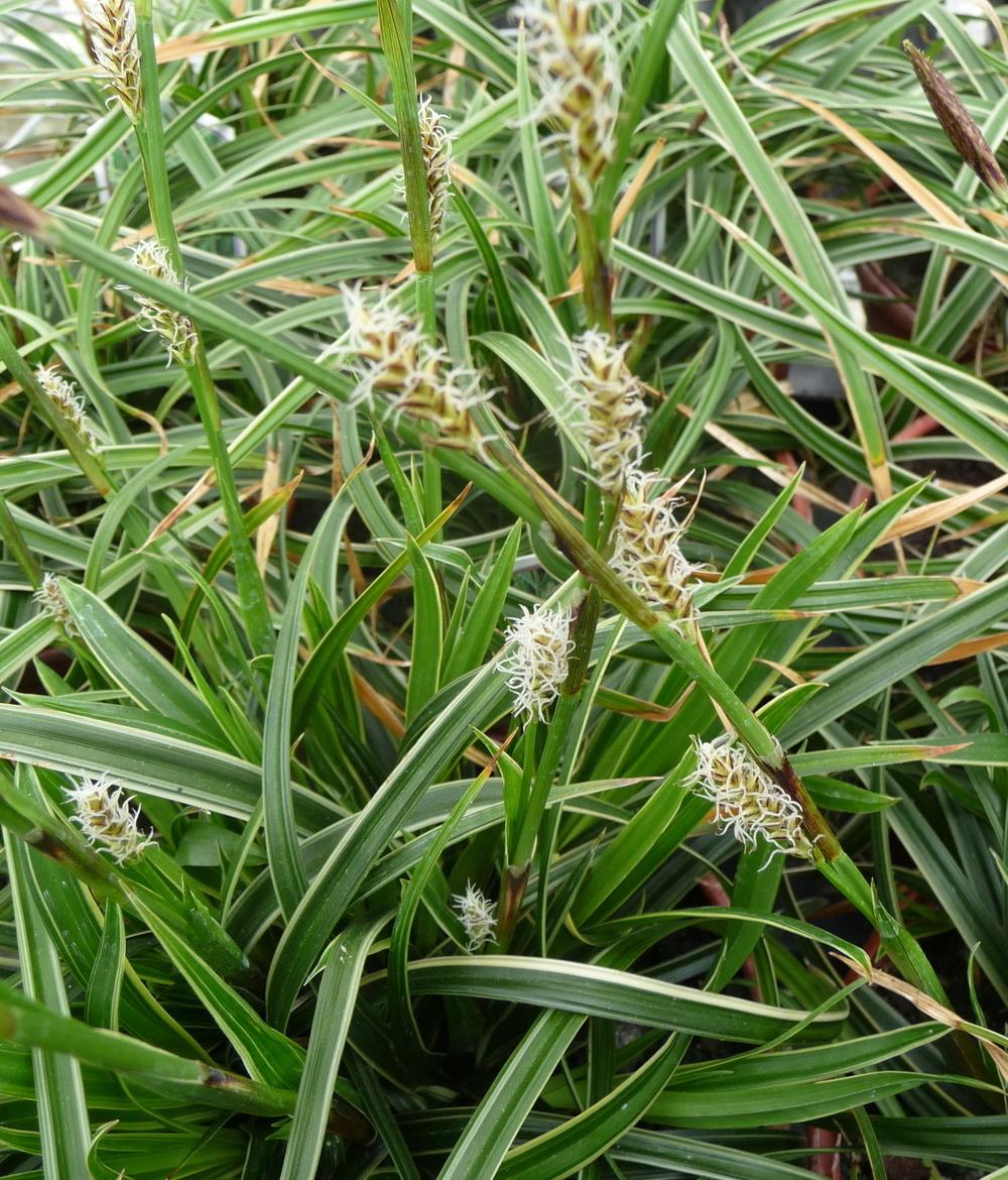 Photo of Japanese Grass Sedge (Carex morrowii 'Ice Dance') uploaded by gardengus