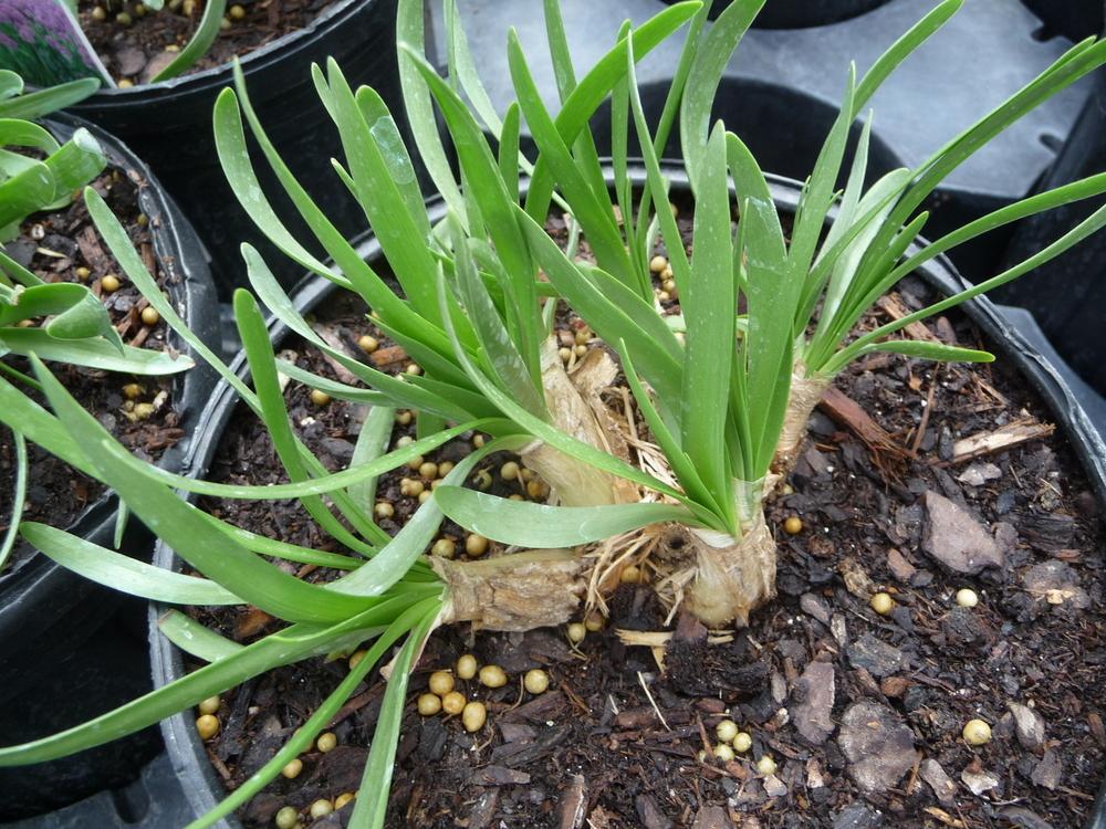 Photo of Ornamental Onion (Allium 'Millenium') uploaded by gardengus