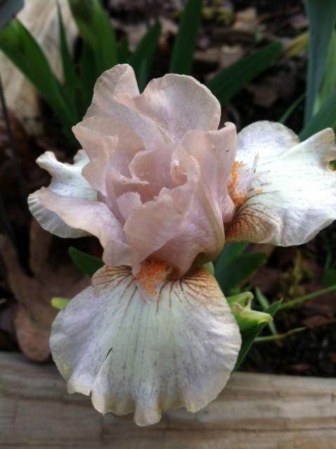 Photo of Standard Dwarf Bearded Iris (Iris 'Cassady Anne') uploaded by grannysgarden