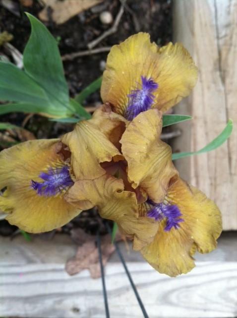 Photo of Standard Dwarf Bearded Iris (Iris 'Aladdin's Flame') uploaded by grannysgarden