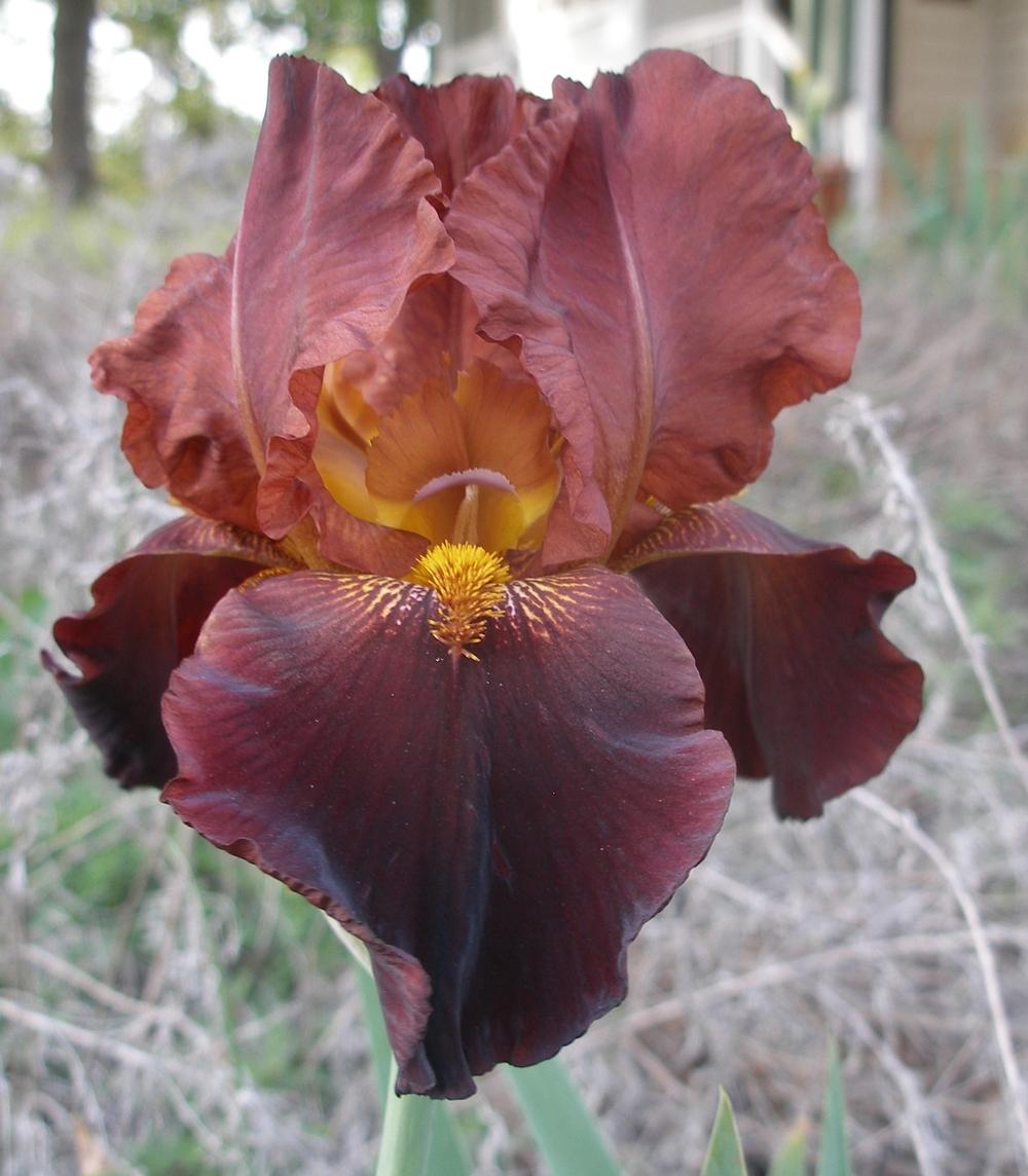 Photo of Tall Bearded Iris (Iris 'Witch of Endor') uploaded by needrain