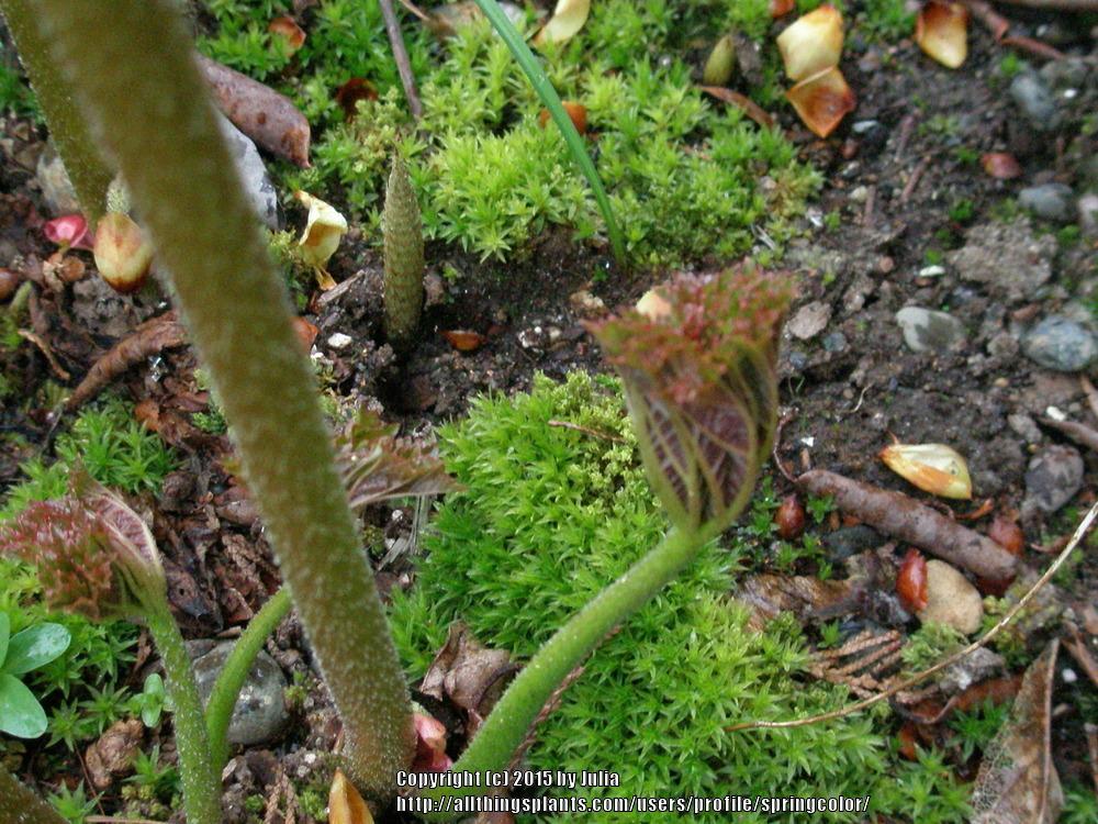 Photo of Umbrella Plant (Darmera peltata) uploaded by springcolor