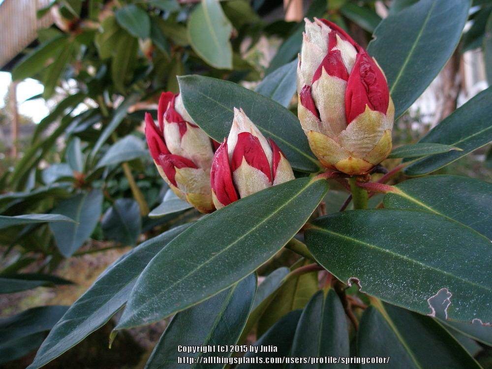Photo of Rhododendrons (Rhododendron) uploaded by springcolor