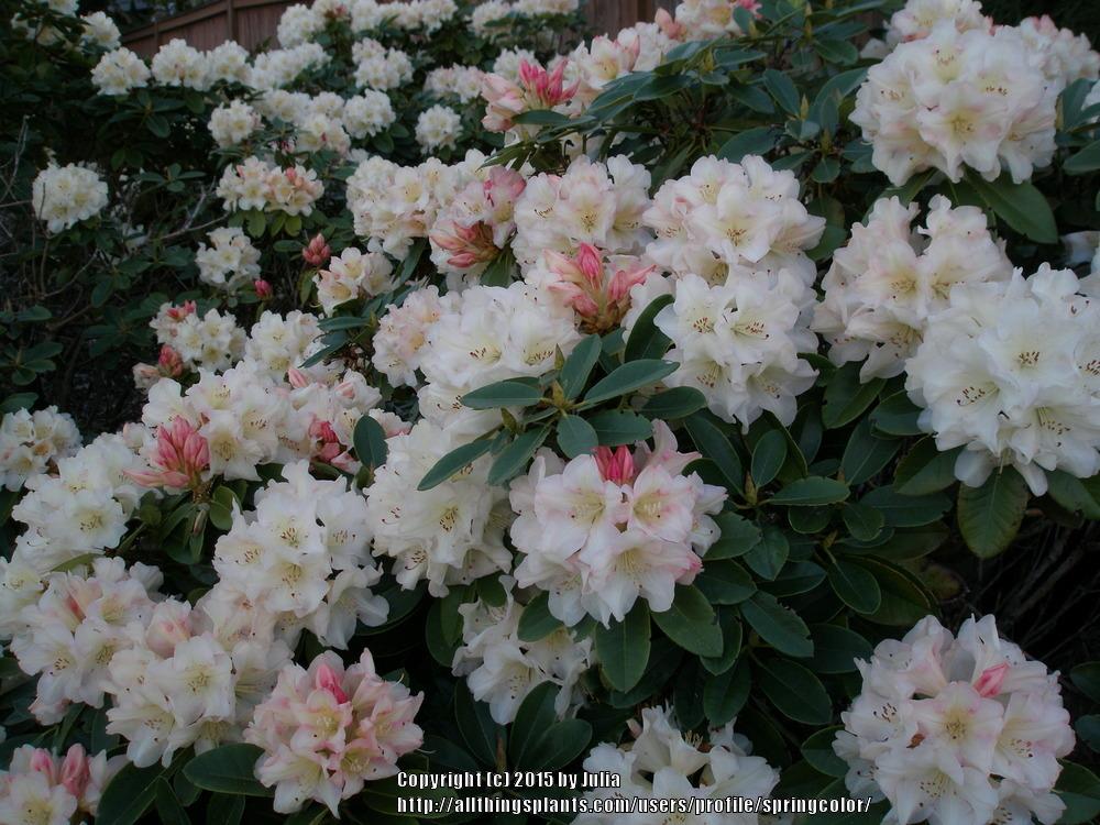 Photo of Rhododendron 'Unique' uploaded by springcolor
