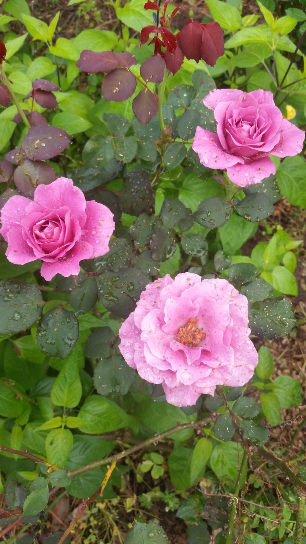 Photo of Rose (Rosa 'Angel Face') uploaded by value4dollars