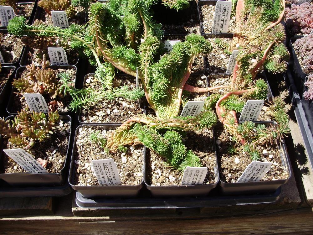 Photo of Sedum (Petrosedum rupestre subsp. rupestre) uploaded by CDsSister