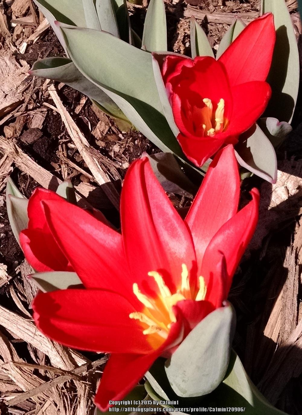 Photo of Waterlily Tulip (Tulipa kaufmanniana 'Scarlet Baby') uploaded by Catmint20906