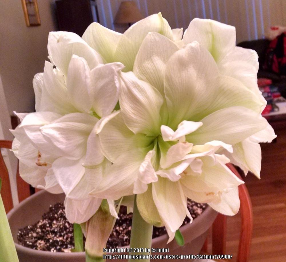 Photo of Amaryllis (Hippeastrum 'Marquis') uploaded by Catmint20906