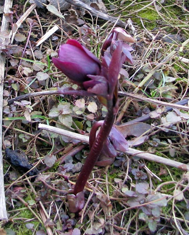 Photo of Lenten Rose (Helleborus orientalis) uploaded by MotherRaphaela