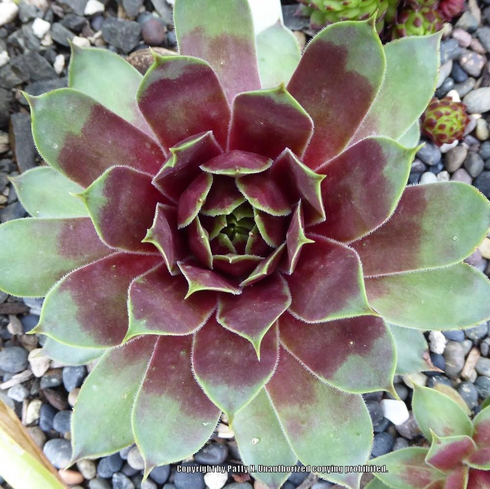 Photo of Hen and Chicks (Sempervivum 'Red Flush') uploaded by Patty