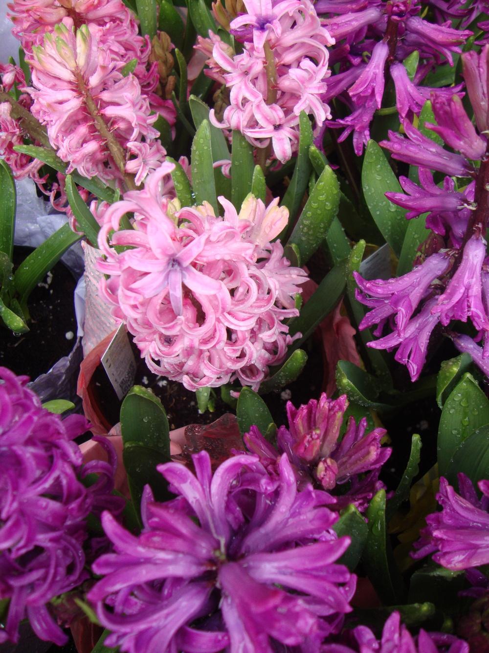 Photo of Hyacinth (Hyacinthus orientalis) uploaded by Paul2032
