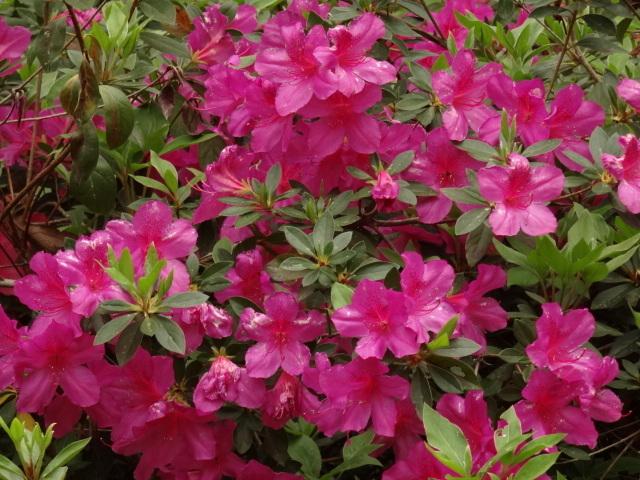Photo of Indica Azalea (Rhododendron 'Pride of Mobile') uploaded by Sheridragonfly