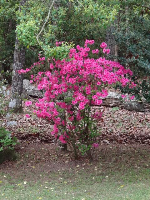 Photo of Azalea (Rhododendron Encore®  Autumn Belle™) uploaded by Sheridragonfly