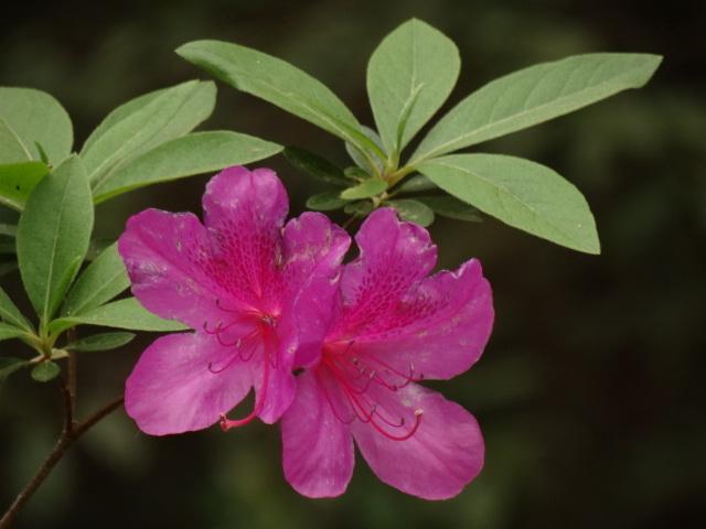 Photo of Indica Azalea (Rhododendron 'Pride of Mobile') uploaded by Sheridragonfly