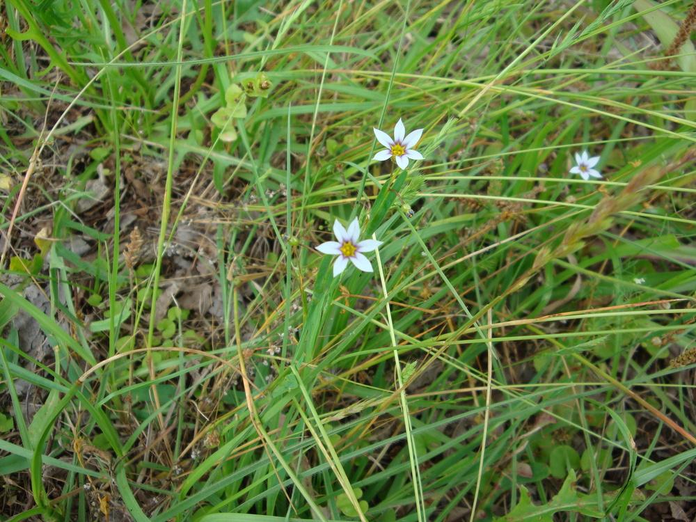 Photo of Eastern Blue-Eyed Grass (Sisyrinchium atlanticum) uploaded by flaflwrgrl