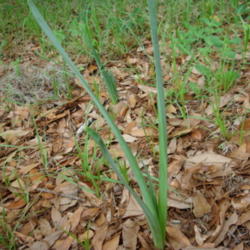 Location: zone 8 Lake City, Fl.
Date: 2015-04-11
Planted bulbs to naturalize