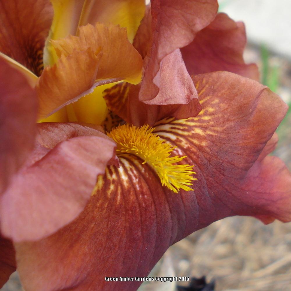 Photo of Tall Bearded Iris (Iris 'Lest We Forget') uploaded by lovemyhouse