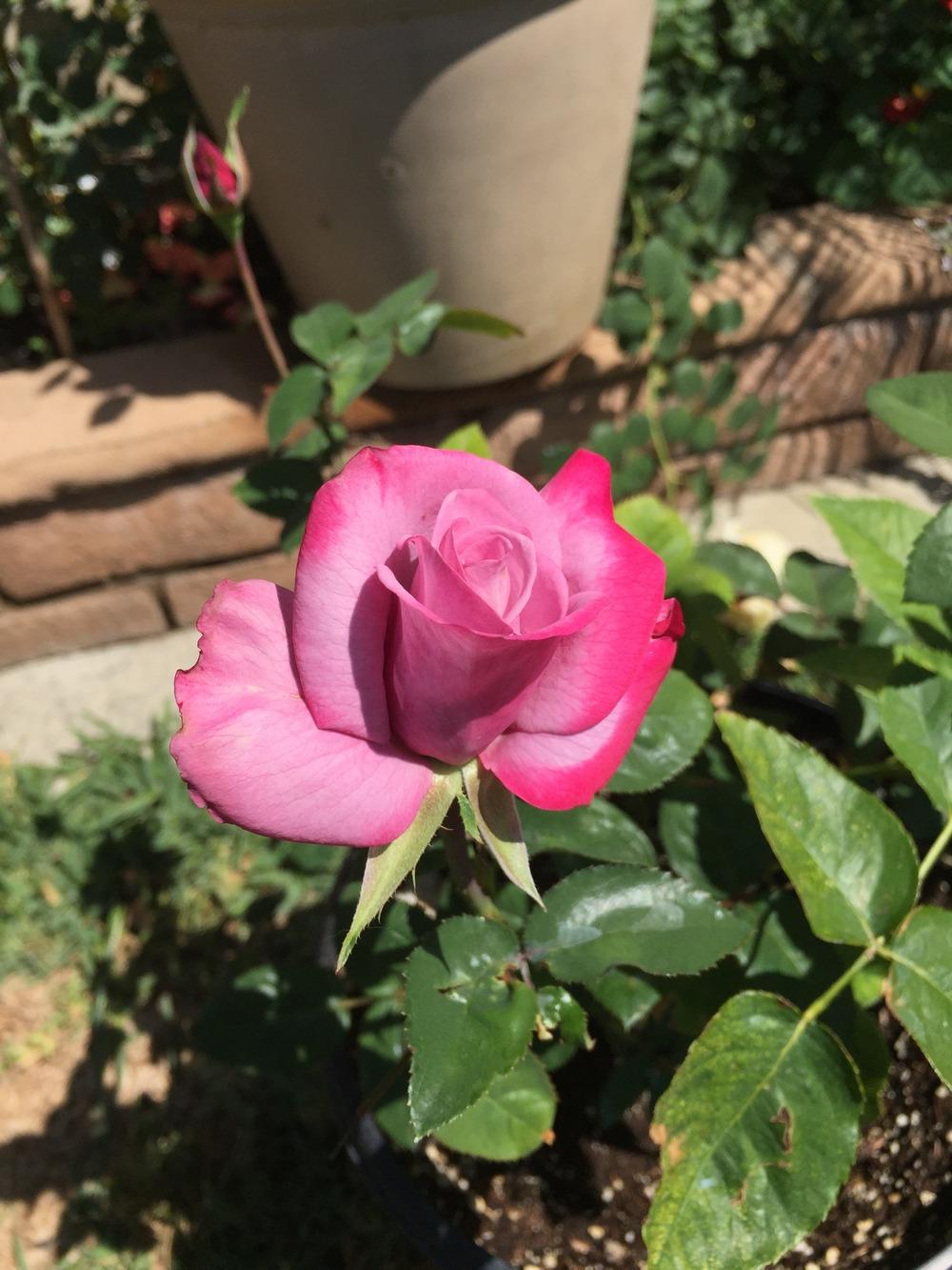 Photo of Rose (Rosa 'Paradise') uploaded by mattmackay22