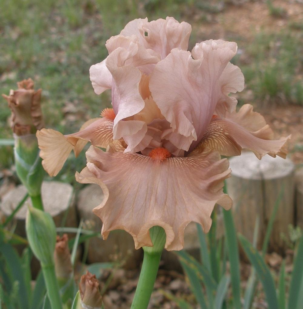 Photo of Tall Bearded Iris (Iris 'Yalobusha Desert') uploaded by needrain
