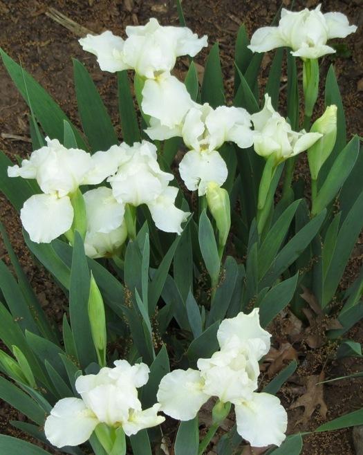 Photo of Standard Dwarf Bearded Iris (Iris 'April Angel') uploaded by Bloombuddie