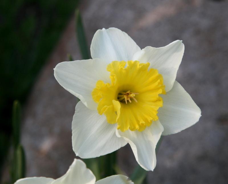 Photo of Large-Cupped Daffodil (Narcissus 'Ice Follies') uploaded by Calif_Sue