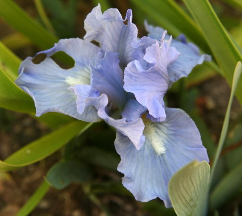 Photo of Standard Dwarf Bearded Iris (Iris 'Microwave') uploaded by Calif_Sue