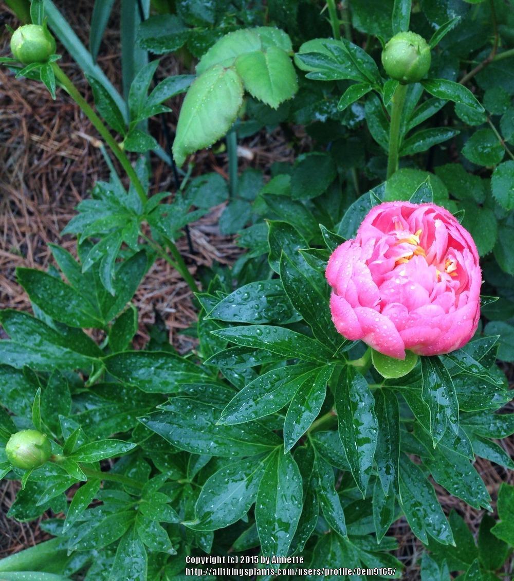 Photo of Peony (Paeonia 'Pink Hawaiian Coral') uploaded by Cem9165