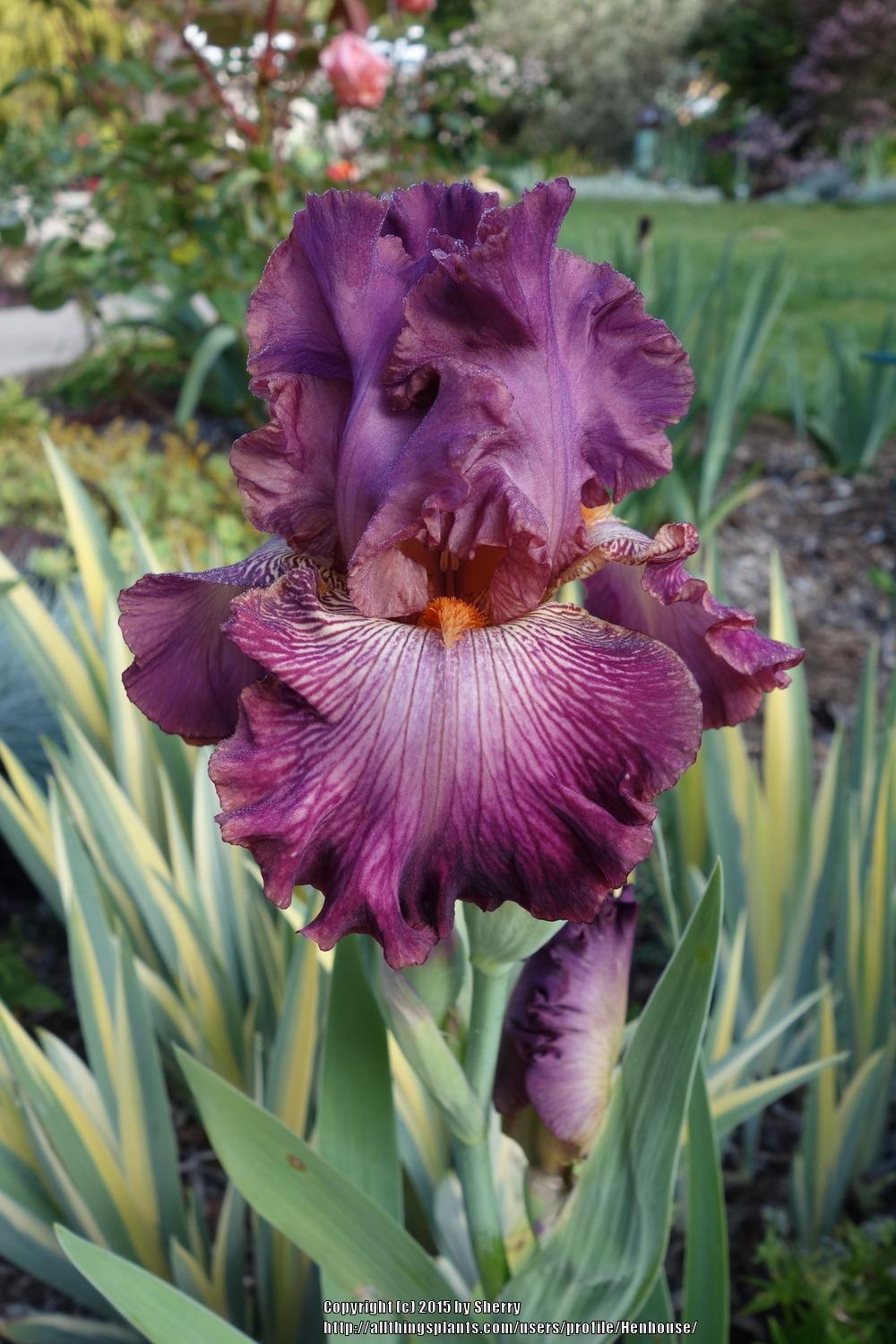 Photo of Tall Bearded Iris (Iris 'Art School') uploaded by Henhouse