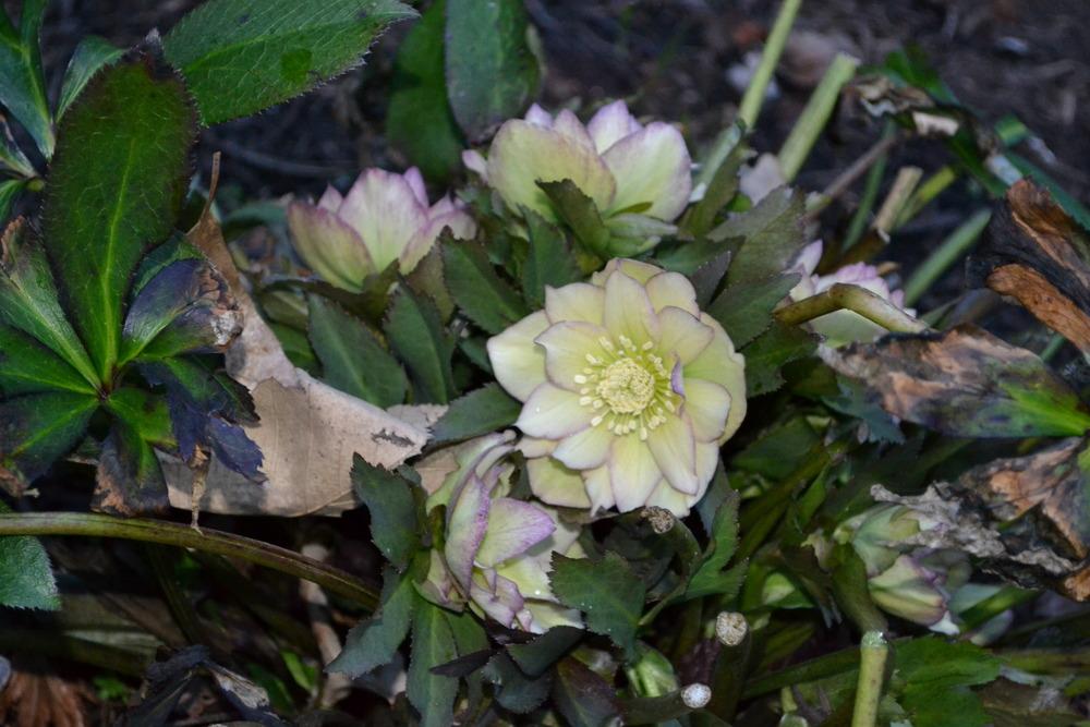 Photo of Hellebore (Helleborus Winter Jewels™ Golden Lotus) uploaded by HollyAnnS