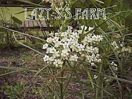 Photo of Whorled Milkweed (Asclepias verticillata) uploaded by Joy