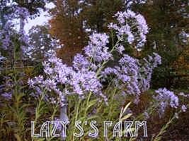 Photo of Tatarian Aster (Aster tataricus) uploaded by Joy