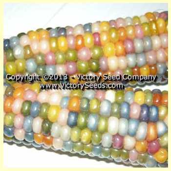 Photo of Popcorn (Zea mays subsp. mays 'Glass Gem') uploaded by MikeD
