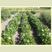 Image used with permission of the Victory Seed Company.