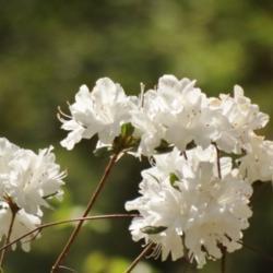 Photo of Azalea (Rhododendron indicum 'Alba Magnifica') uploaded by Sheridragonfly