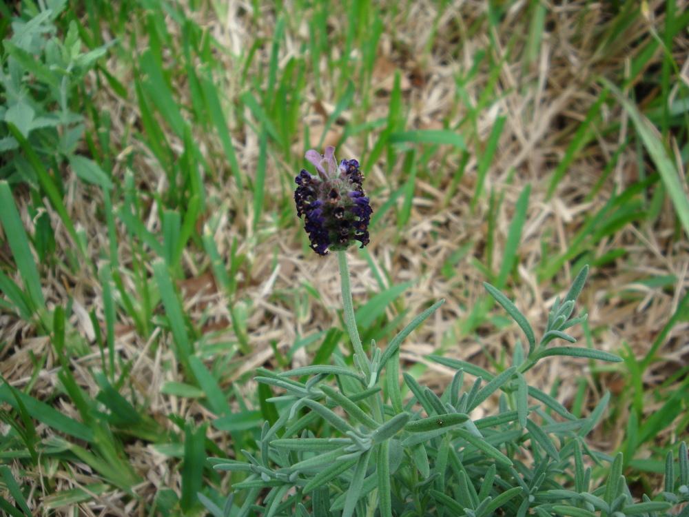 Photo of Spanish Lavender (US) (Lavandula stoechas 'Otto Quast') uploaded by flaflwrgrl