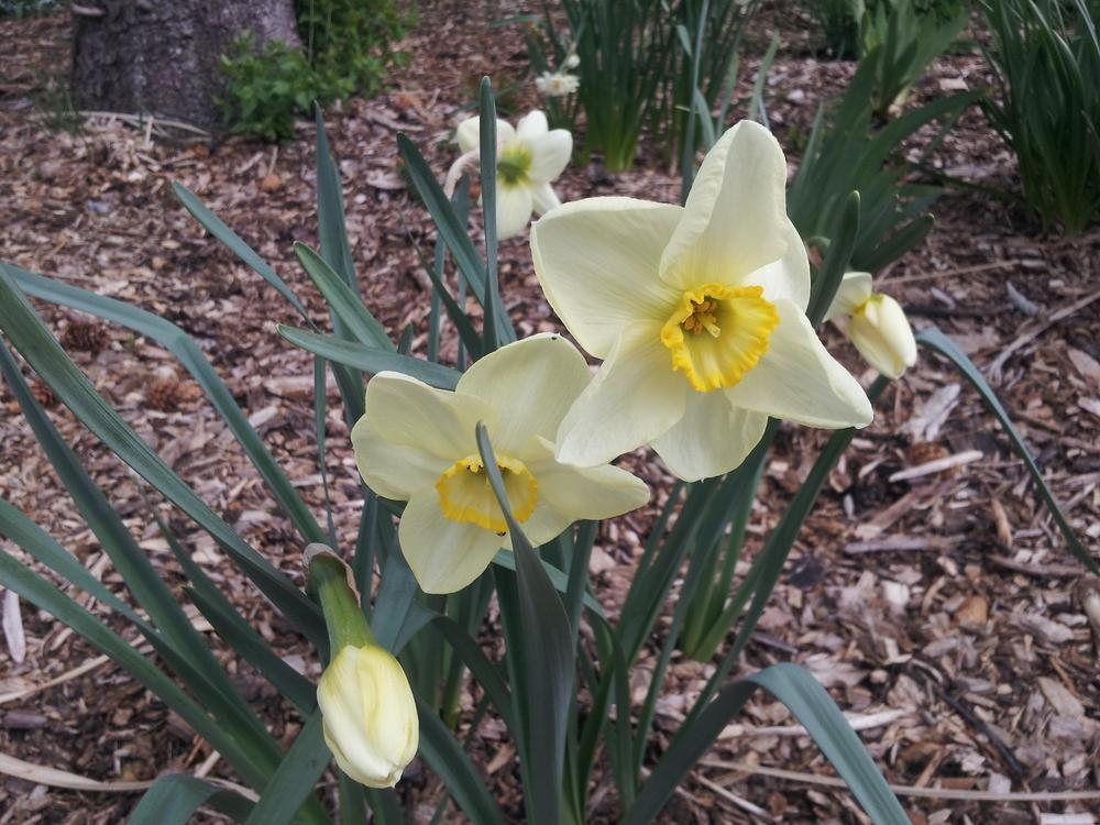 Photo of Small Cupped Daffodil (Narcissus 'Suave') uploaded by gemini_sage