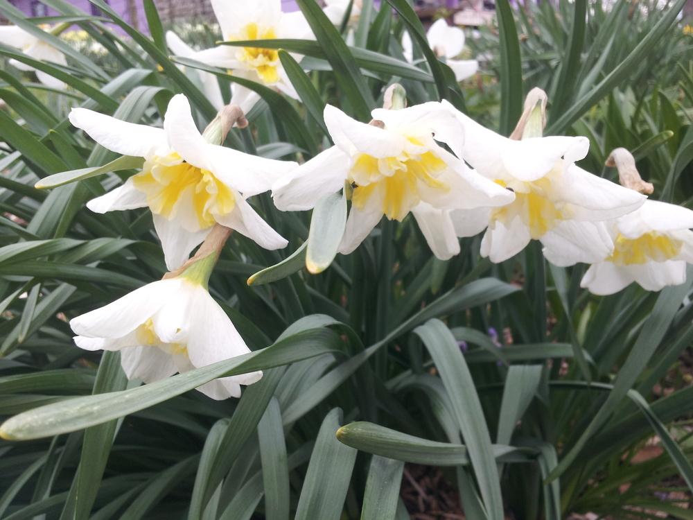 Photo of Split-Cupped Papillon Daffodil (Narcissus 'Lemon Beauty') uploaded by gemini_sage