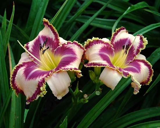Photo of Daylily (Hemerocallis 'Edge of Your Seat') uploaded by shive1
