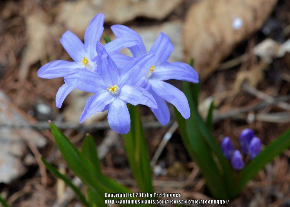 Photo of Glory Of The Snow (Scilla luciliae) uploaded by treehugger