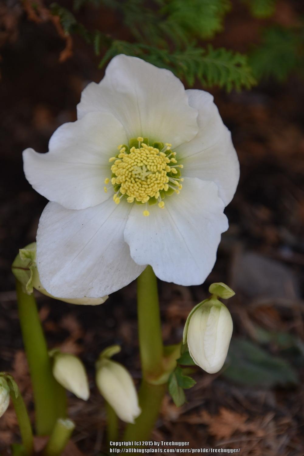Photo of Hellebore (Helleborus niger Gold Collection® Jacob) uploaded by treehugger